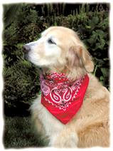adorable Golden Retriever Jamie from My Doggie Says adorable Golden Retriever Jamie from My Doggie Says