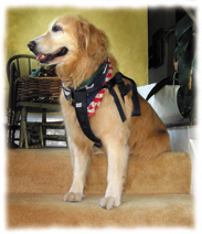 Golden Retriever Jamie with harness Jamie awaits the trip to Lake Arrowhead