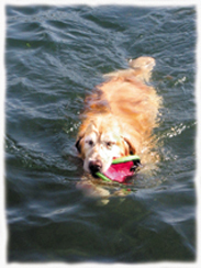 Golden Retriever Jamie swims in Lake Arrowhead Golden Retriever Jamie swims in Lake Arrowhead