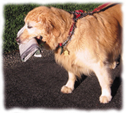 Golden Retriever Jamie brings in the paper
Golden Retriever Jamie brings in the paper